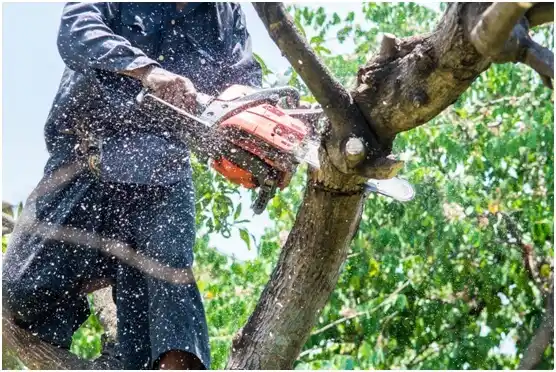 tree services Paragonah